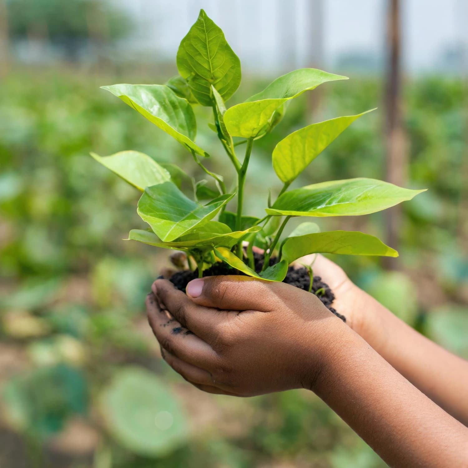 Creating Sustainable Communities: Shri Vrinda’s Approach to Modern Urban Living